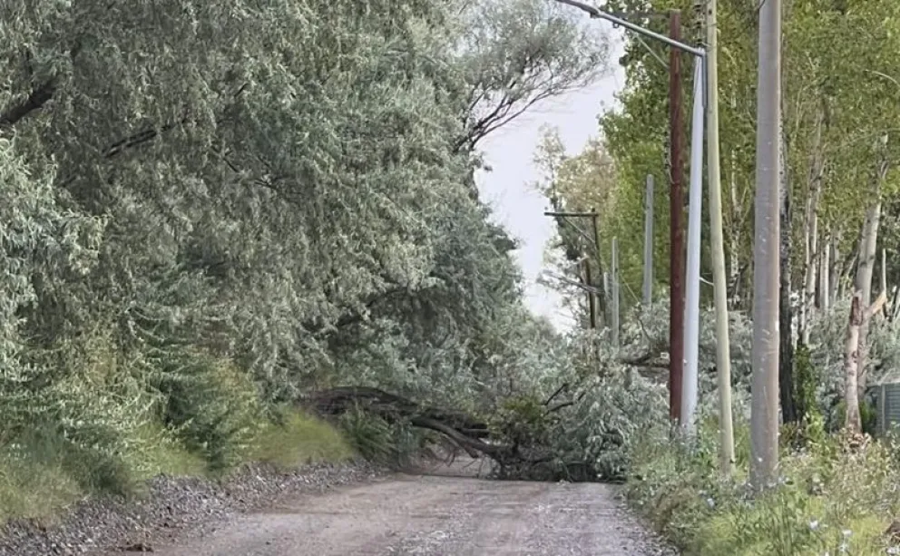 El fenómeno, con lluvia y viento, provocó caída de ramas y árboles sobre líneas eléctricas de abastecimiento a Valle Azul. Foto: gentileza