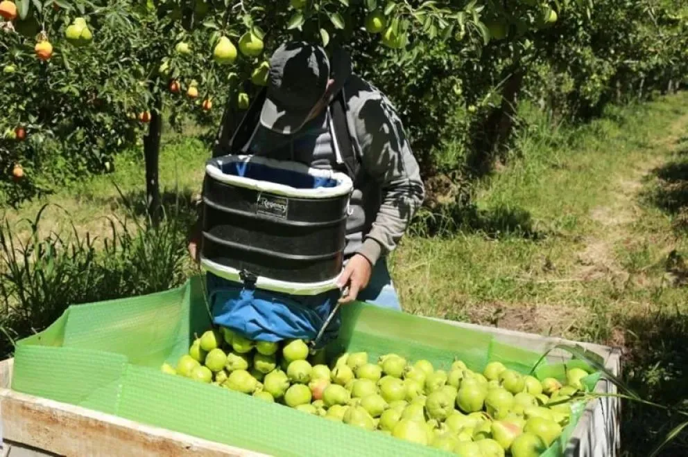La pera Williams, una de las producciones centrales del Alto Valle y el Valle Medio, ya alcanzó el estado de madurez adecuado para comenzar la cosecha. Foto: archivo
