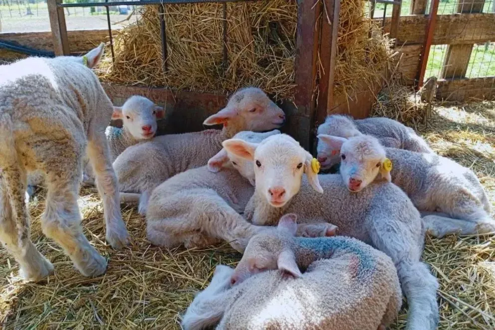 La raza Merino Dohne, una variante con orígenes australiano y sudafricano.