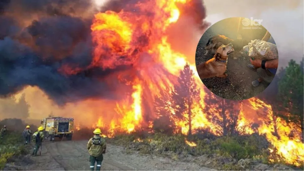 Una vecina reginense que trabaja en la zona detalló cuáles son los insumos más urgentes que se necesitan en este momento para asistir a los animales afectados. Foto: gentileza