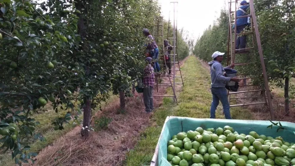 La madurez de la fruta no avanza de manera pareja este verano: técnicos advierten que habrá diferencias entre chacras y menos margen para definir el momento de cosecha. Foto: archivo