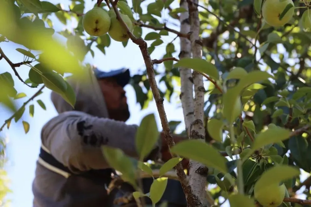 Así quedó la escala salarial de los trabajadores de la cosecha. Foto: Tania Domenicucci