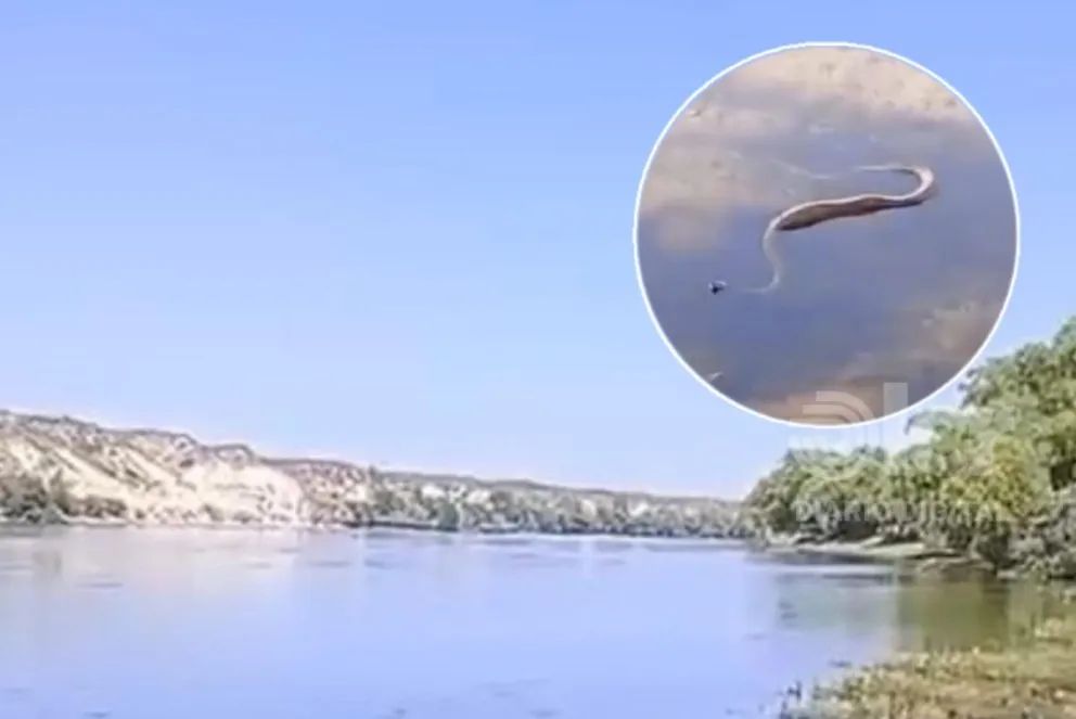 Se trata de una Philodryas patagoniens o culebra ratonera, típica de la zona. Fotos gentileza (captura video).