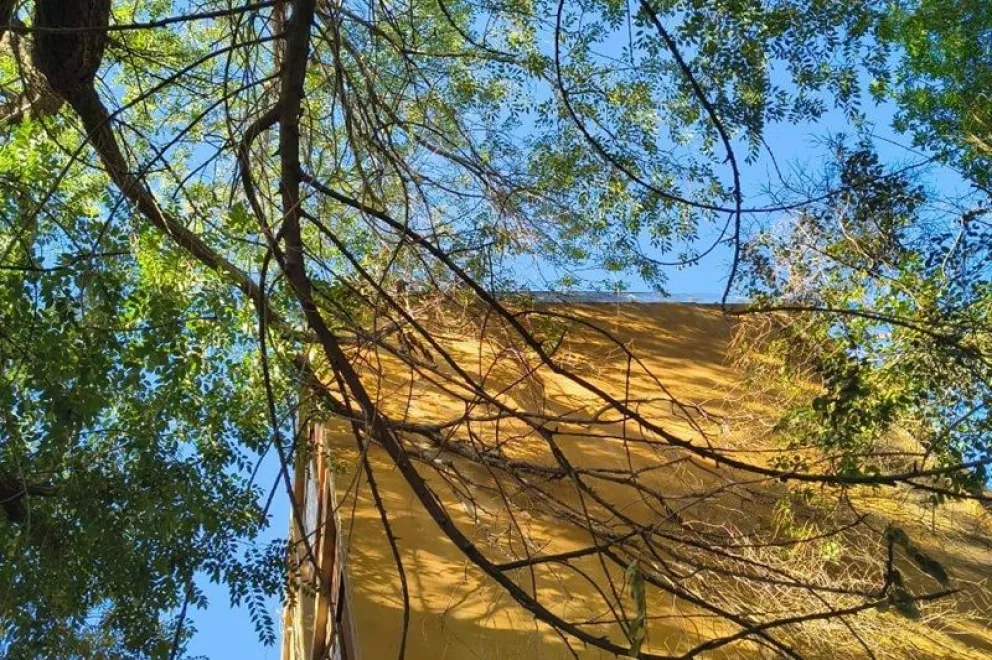 El crecimiento de los árboles está afectando los edificios del barrio Malvinas y genera riesgos para la seguridad de los vecinos. Fotos: gentileza