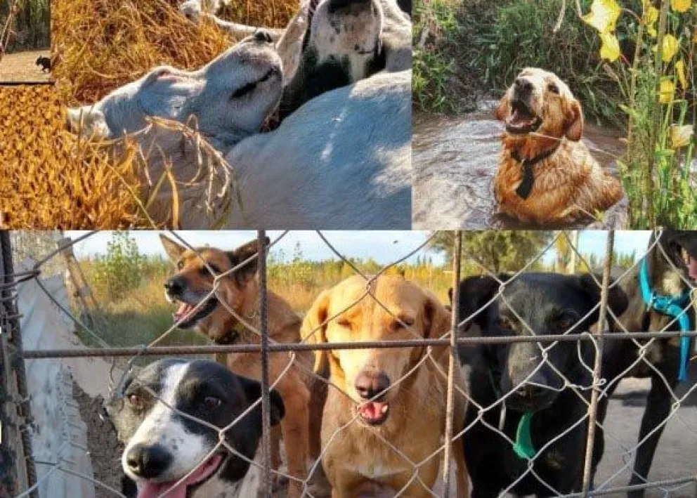 A partir de lo que se dio a conocer desde Arcah, desde la Comisaría 16 se recordó la vigencia de la Ley Nacional N° 14.346 de Protección Animal. Foto gentileza (extraída de Facebook)