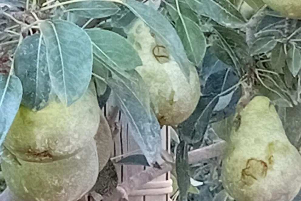 Las tormentas de granizo provocó graves daños en la producción frutícola de chacras de Godoy, Regina, Chichinales y Valle Azul. Foto: archivo