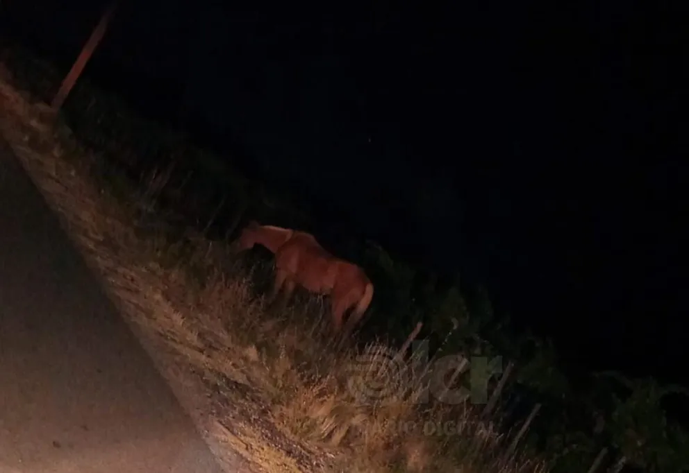 El equino fue ubicado alrededor de las 4 de la madrugada. Foto gentileza 