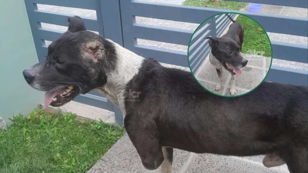 Tras recibir la atención veterinaria necesaria, hoy se encuentra listo para integrarse a una familia. Foto: gentileza 