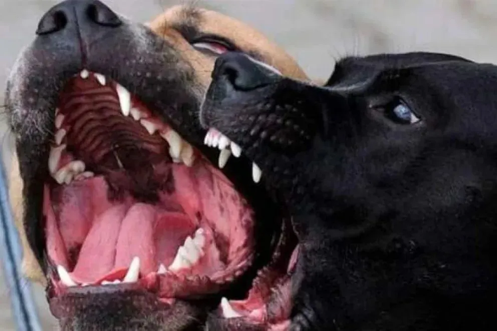 Los disparos alertaron a los vecinos de Guerrico. El hecho ocurre en medio de la tensión por la jauría que ataca a ciclistas en la zona. (Foto: web)