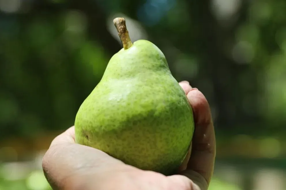 Hoy el cambio climático en el Alto Valle se encuentra transitando en medio de dos posibles escenarios. (Foto Tania Domenicucci)
