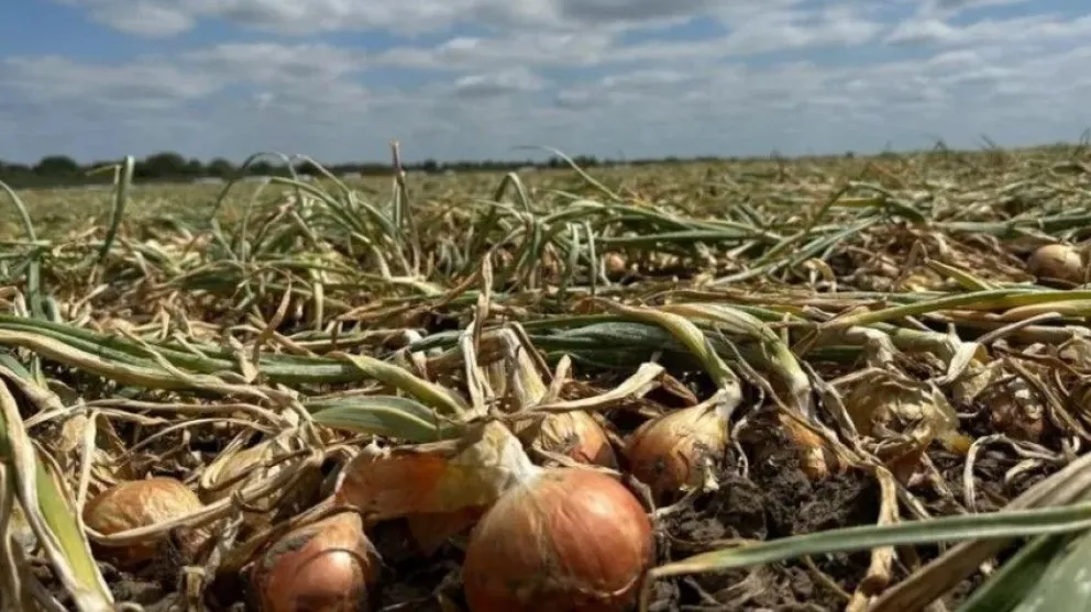 Producción cebollera en baja en el Idevi.