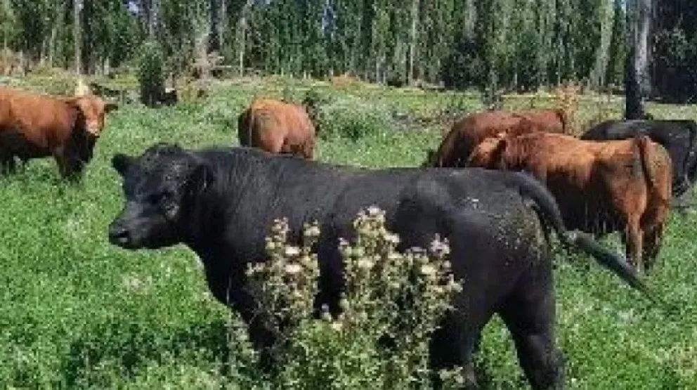 La cabaña La Carlota, de Edgardo Tejeda, es una referencia en la raza Angus.