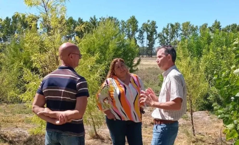 Los árboles aparecen como materia prima para microemprendimientos. Fotos gentileza.