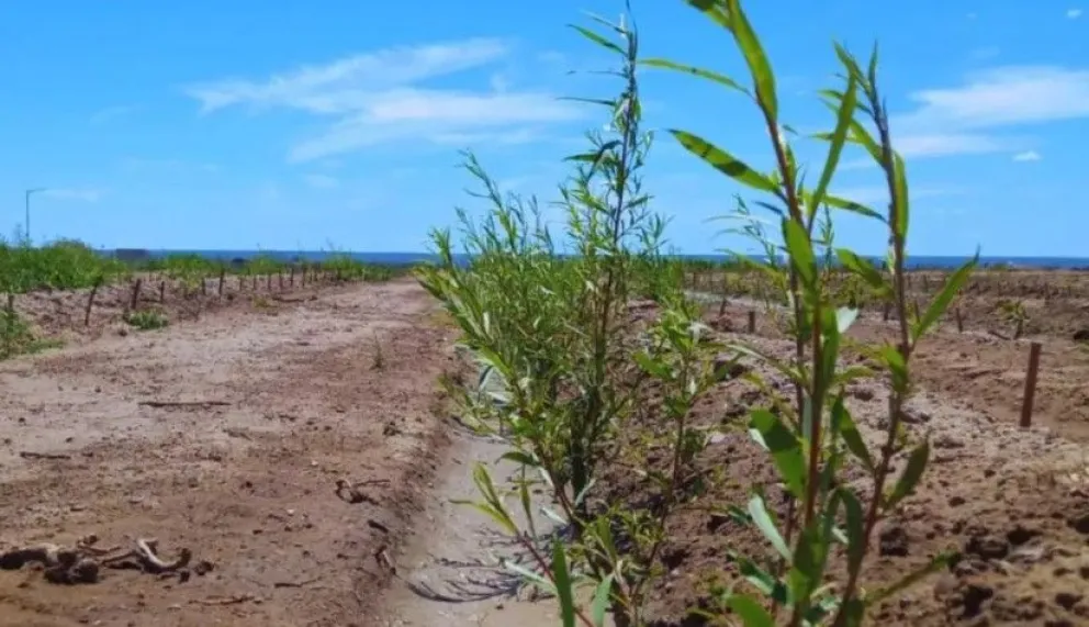 Sauces o álamos, buenos al momento de la cobertura. Foto INTA.