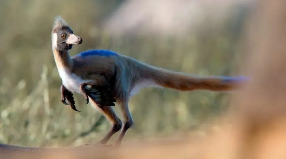 Con apenas 70 centímetros de largo y unos 2 kilogramos de peso, el Alnashetri habitó un antiguo desierto llamado Kokorkom.