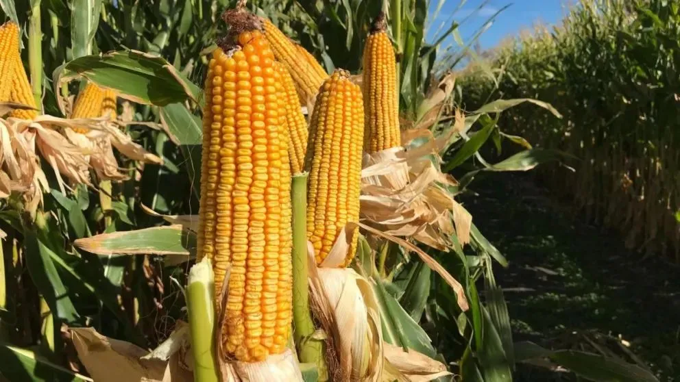 Los productores apuestan a lograr rendimientos competitivos a nivel nacional. Foto gentileza