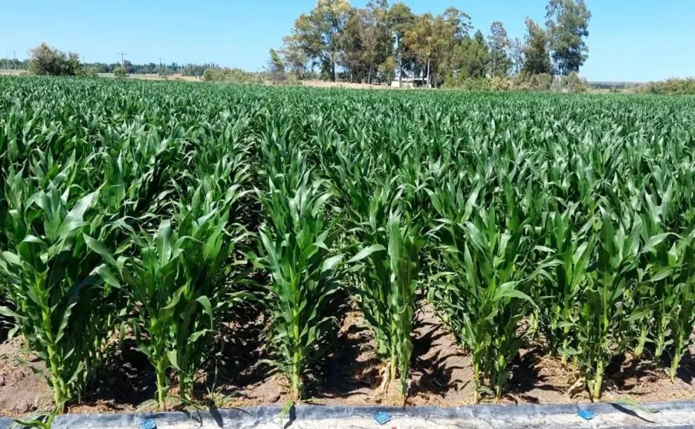La preparación del suelo es clave para el desarrollo productivo. Foto: Facebook INTA Valle Inferior.