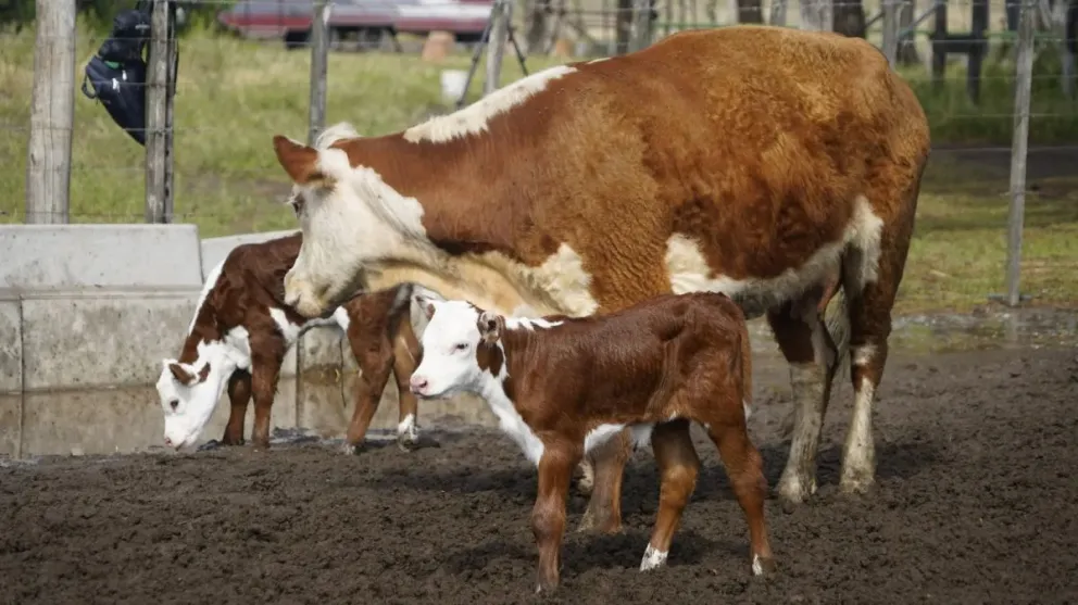 La provincia cuenta hoy con 25 cabañas activas y consolidó un esquema de ciclo completo que integra cría, recría y terminación dentro del territorio.