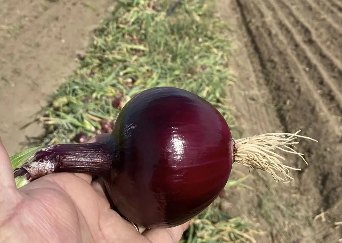 La morada. Foto gentileza Comuna San Javier