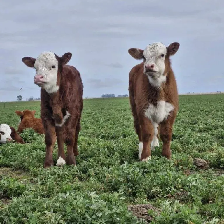 Imaz es un apellido de referencia en cuanto al pastoreo.
