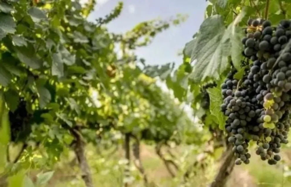 La iniciativa busca sostener la actividad productiva durante la vendimia y acompañar a los productores.
