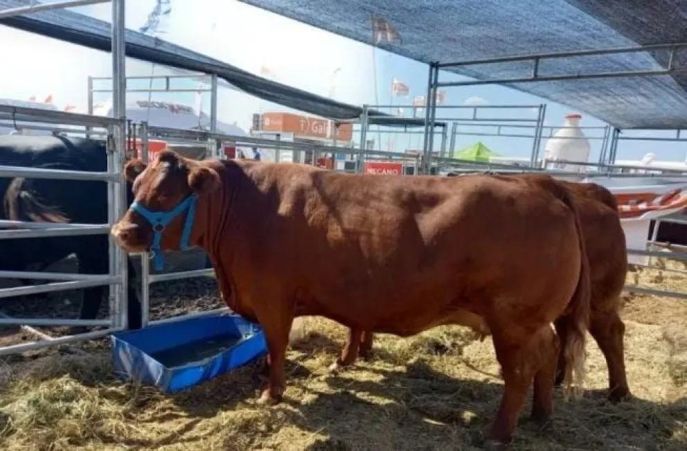 El gobernador Weretilneck destacó el nivel de faena en la provincia. Fotos Gobierno de Río Negro.