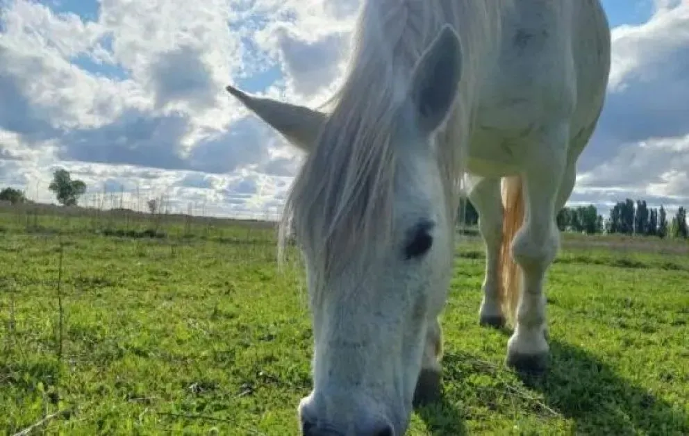 "Carlitos" o "El gordo", como también lo llamaban cariñosamente, era el caballo del centro de equinoterapia que trabaja con chicos y adolescentes con discapacidad. Foto: archivo Cipo360