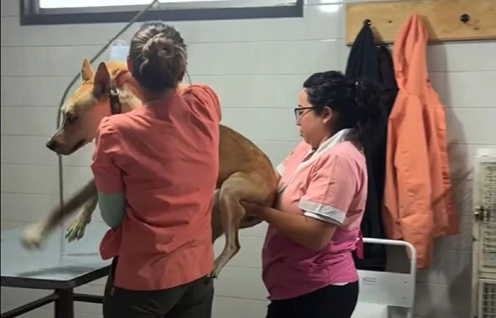 En febrero se puso en marcha el programa de castraciones gratuitas en Regina. Foto: archivo