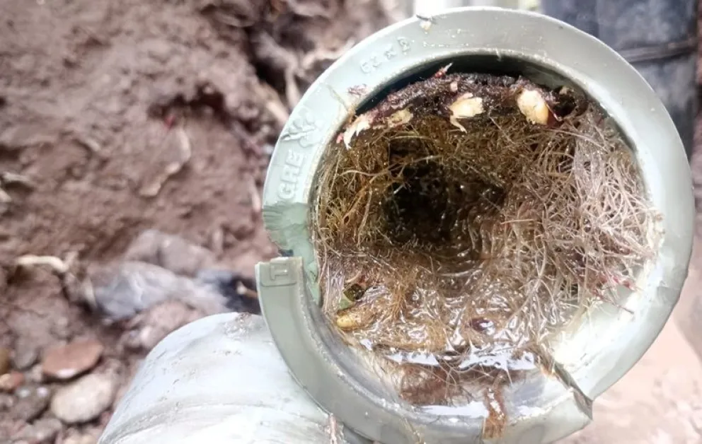En la red de agua potable de Mainqué se encontraron obstrucciones por el crecimiento de raíces en las cañerías. Foto: gentileza