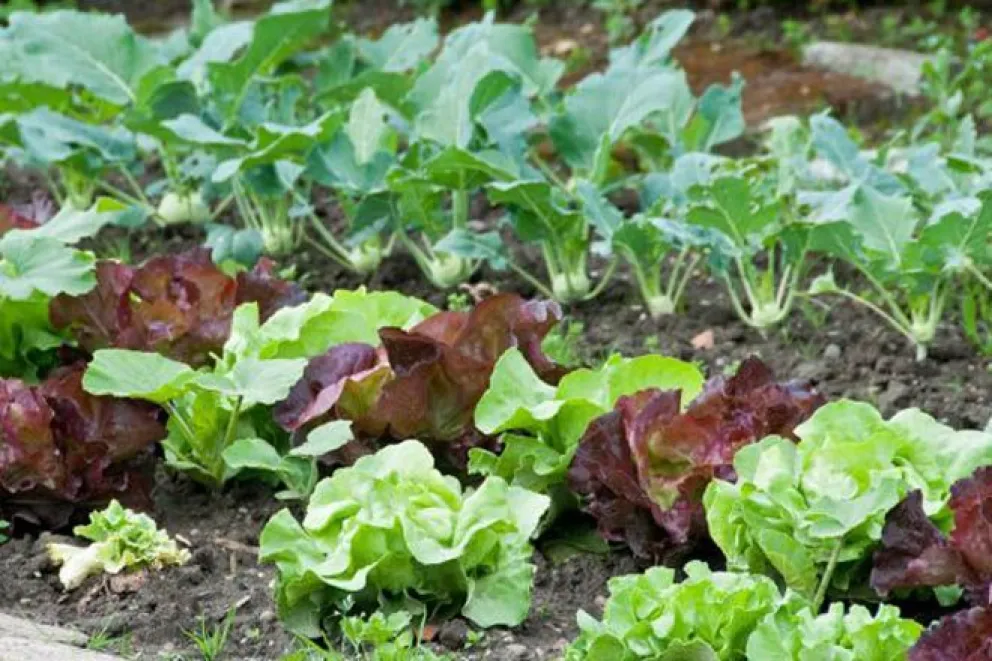 Esta semana comenzó la distribución gratuita de kits de semillas para la temporada otoño - invierno. Foto: archivo