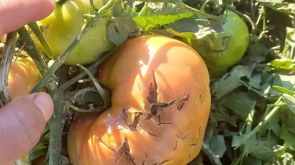 Las pérdidas comprometen la cosecha actual y la productividad de los próximos dos años.