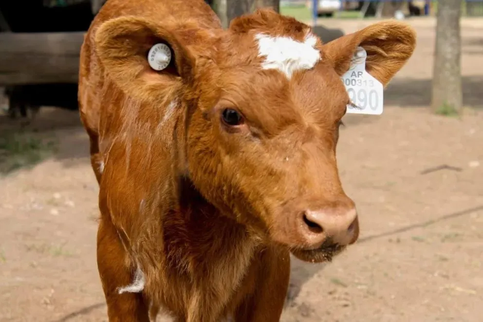 La identificación electrónica animal involucra a la especie bovina, bubalina y cérvida con fines comerciales. Foto Senasa.