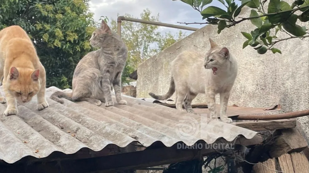 El caso se originó en 2023. Foto: archivo