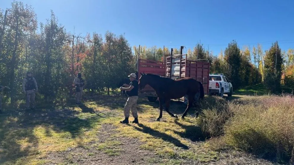 En los allanamientos que se realizaron en un barrio y una chacra de Mainqué, secuestraron un arma y tres equinos sin marca. Fotos: gentileza Policía de Río Negro