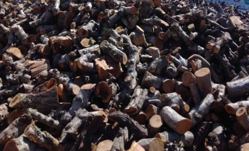 El municipio de Regina comprará 100.000 kilos de leña fruta cortada para distribuir en familias vulnerables. Foto: archivo