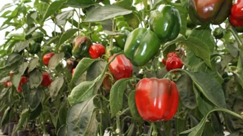 Varios kilos de pimientos morrones fueron robados a un productor de Huergo y desde el municipio advirtieron que no compren si los ofrecen en forma callejera. Foto: archivo