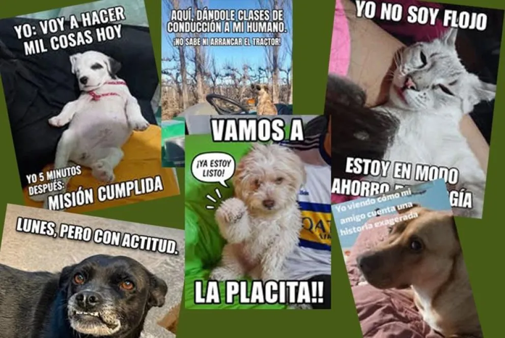 La propuesta del municipio tuvo una rápida respuesta de vecinos para sumarse a la celebración del "Día del Animal". Fotos: gentileza