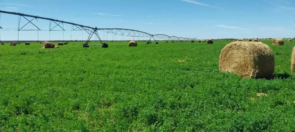 Técnicos del INTA visitaron el establecimiento La Medialuna, en Guardia Mitre.