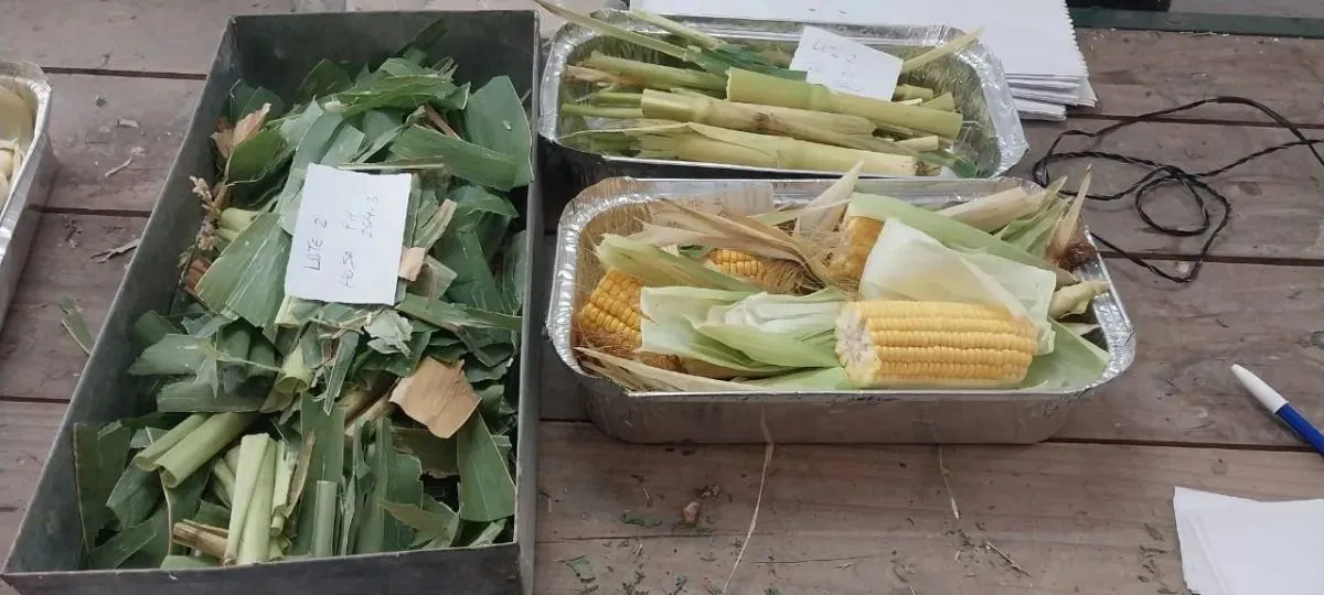 El ma&iacute;z en el centro de la escena productiva en el valle inferior.