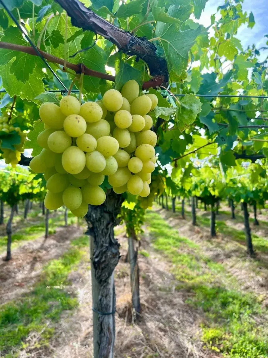 El cultivo de uvas de mesa en pleno desarrollo.
