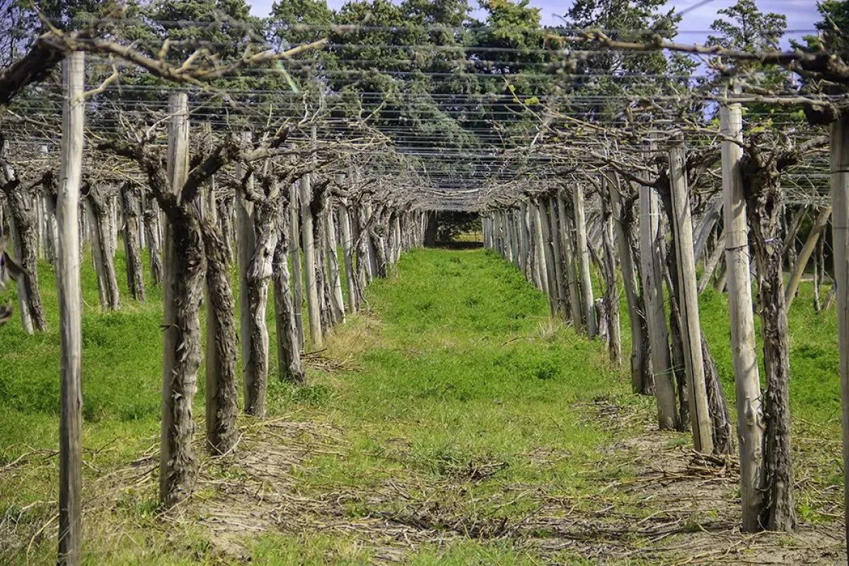 Chacra del valle inferior con una apuesta distinta.