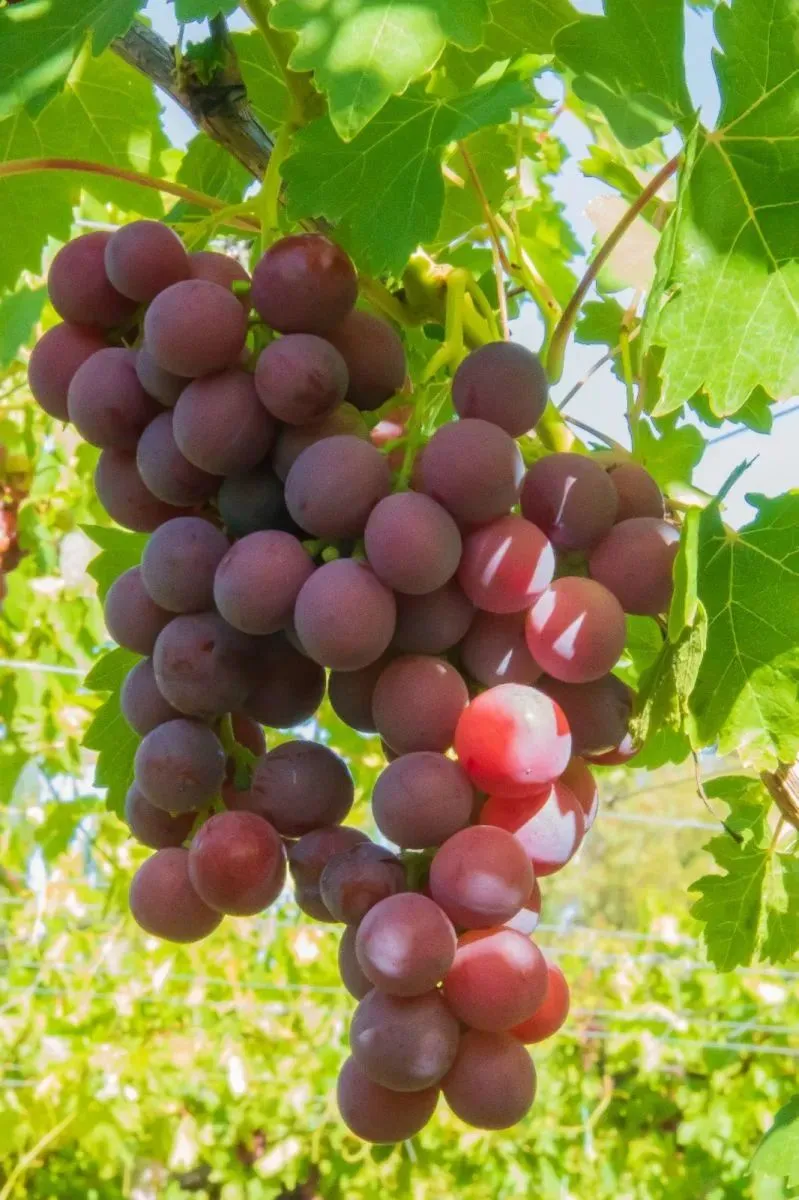 Producci&oacute;n de uvas con un gran potencial.