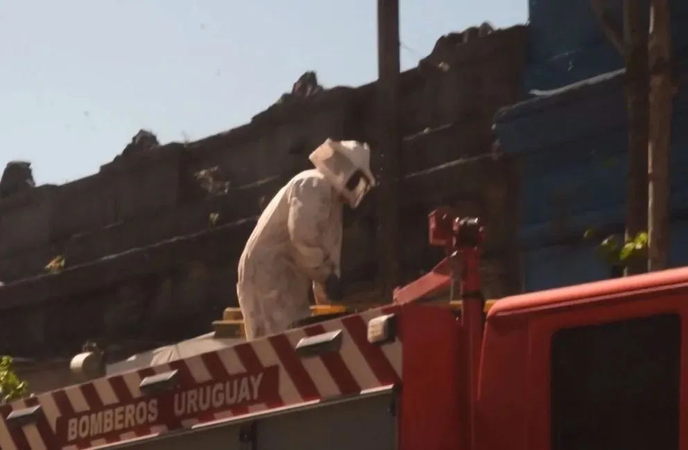 Albrecht se ve obligado a trasladar las colmenas. Imagen ilustrativa.