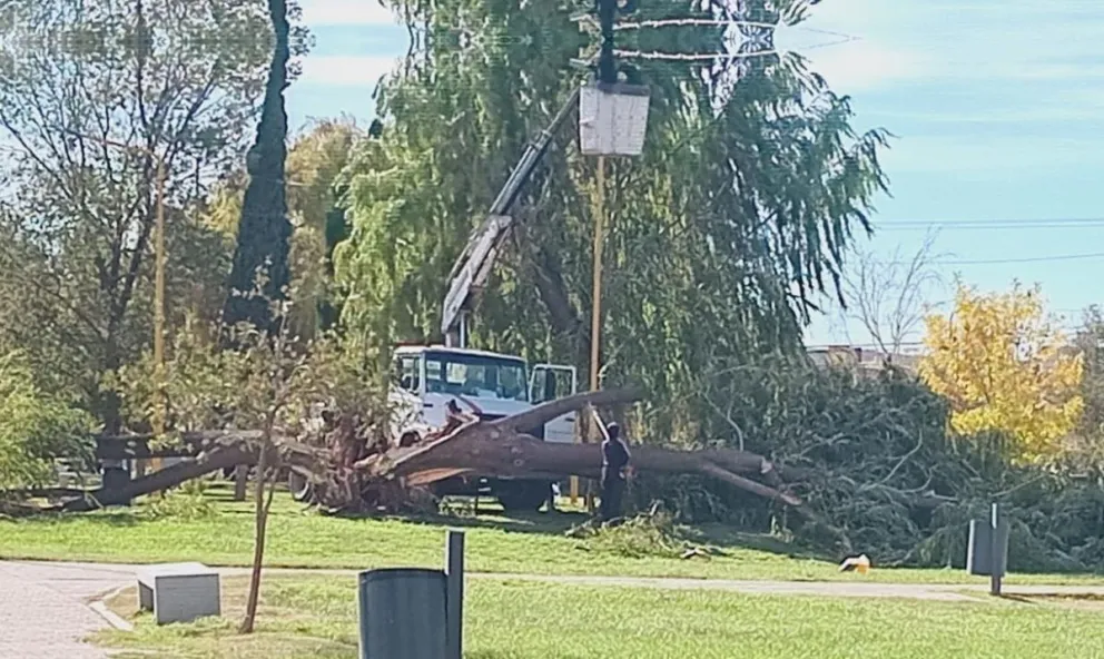 Esta mañana personal municipal cortaba y retiraba el árbol que se desplomó. Foto: Cristian Córdoba.