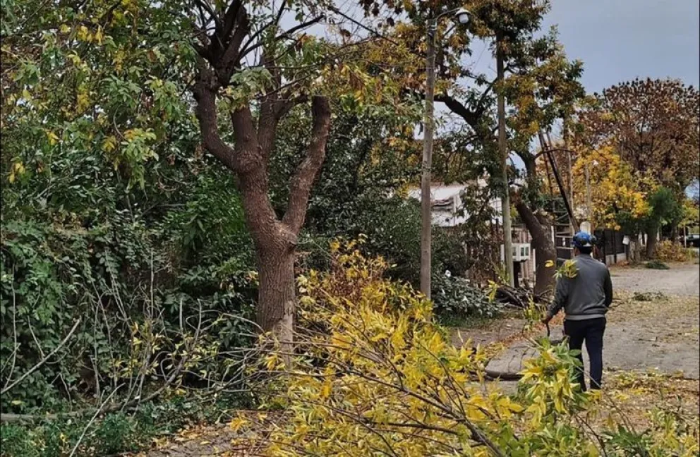 Esta semana comenzó el plan de poda de árboles que lleva adelante el municipio de Chichinales. Foto: gentileza