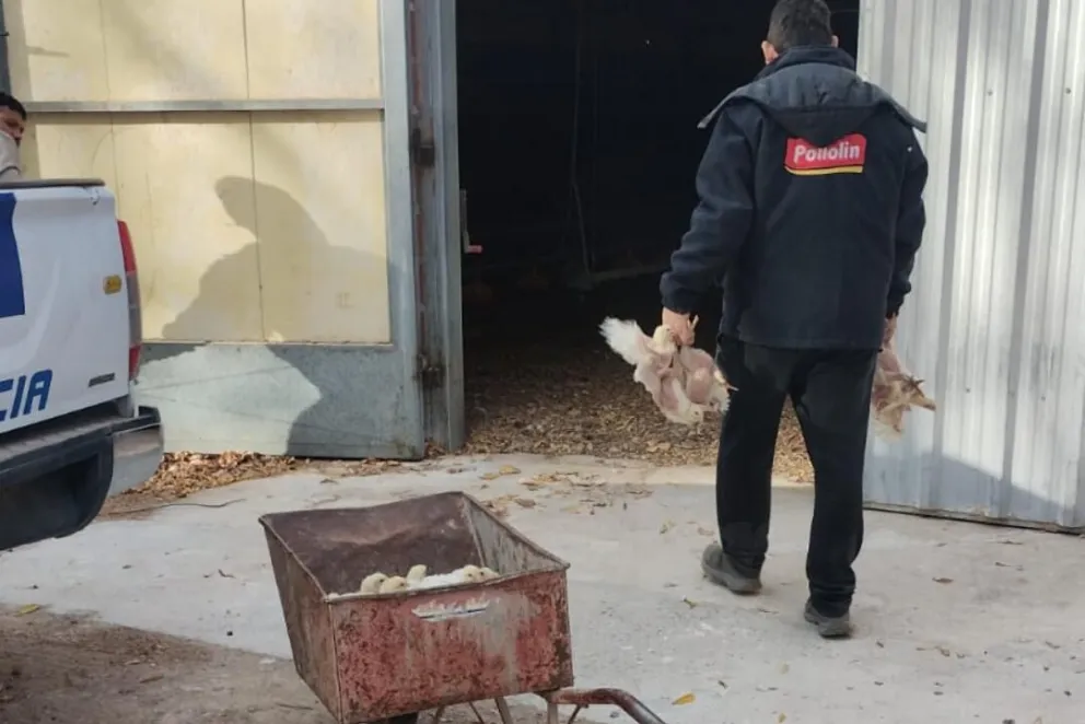 El robo se detectó en la tarde de ayer en una pollería. Las sospechas llevaron a un operativo en el barrio Santa Lucía. Foto Policía RN.