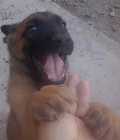 Desde cachorro demostró aptitudes para ser un perro policía.