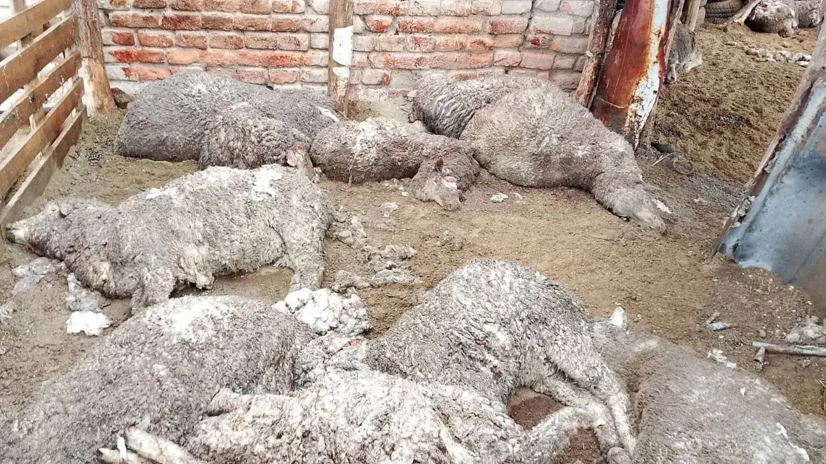 Murieron 28 ovejas y dos quedaron gravemente heridas.