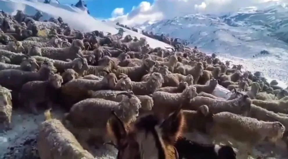 El reconocimiento del gobernador Weretilneck a través de un video donde se ven miles de chivos.