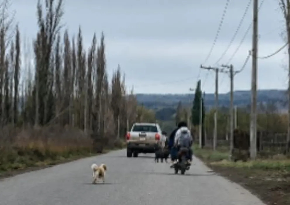 Durante la semana, y en varias ocasiones, son entre 5 y 7 perros los que salen al camino cada vez que pasa un rodado. Foto gentileza. 
